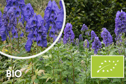 Biologisch Azuren monnikskap - Aconitum carmichaelii 'Arendsii'