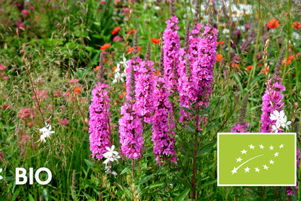 Biologisch Grote kattenstaart - Lythrum salicaria 'Robert'
