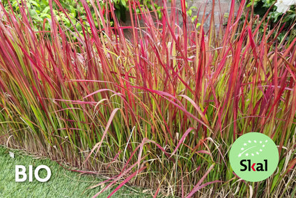 Biologisch Japans bloedgras - Imperata cylindrica 'Red Baron'