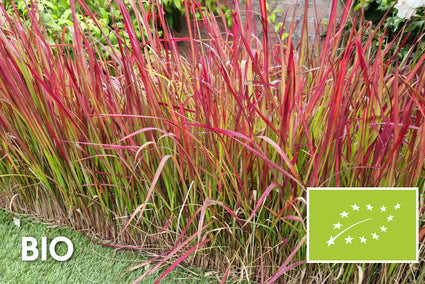 Biologisch Japans bloedgras - Imperata cylindrica 'Red Baron'