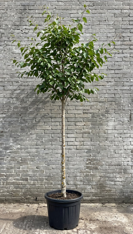 Berk (Hoogstam) - Betula utilis 'Doorenbos'