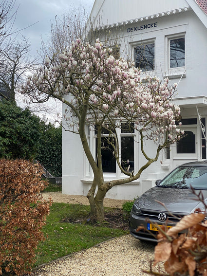 Gewone magnolia - Magnolia x soulangeana 'Lennei'
