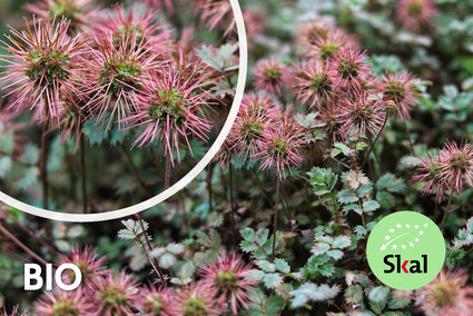 Biologisch Stekelnootje - Acaena buchananii (ook per m2)