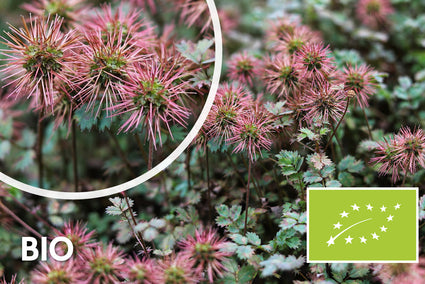 Biologisch Stekelnootje - Acaena buchananii (ook per m2)
