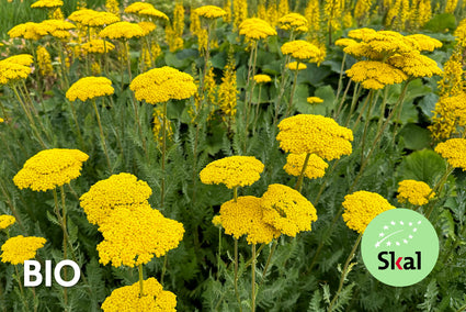 Biologisch Duizendblad - Achillea 'Coronation Gold'