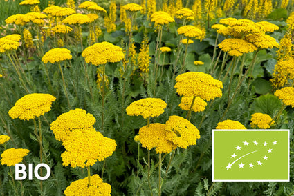 Biologisch Duizendblad - Achillea 'Coronation Gold'