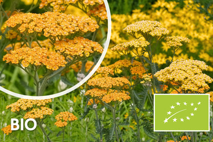 Biologisch Duizendblad (Geel/Oranje) - Achillea 'Terracotta'