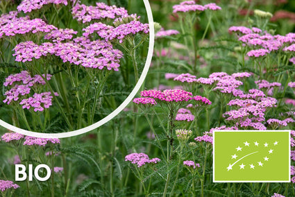 Biologisch Gewoon duizendblad - Achillea millefolium 'Cerise Queen'