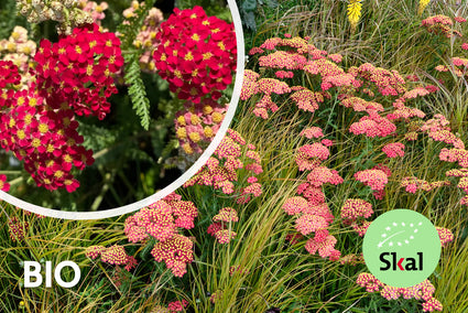 Biologisch Gewoon duizendblad - Achillea millefolium 'Paprika'