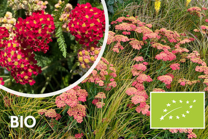 Biologisch Gewoon duizendblad - Achillea millefolium 'Paprika'