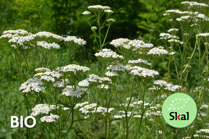 Biologisch Gewoon duizendblad - Achillea millefolium