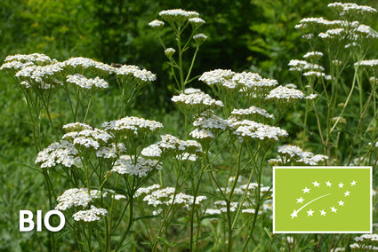 Biologisch Gewoon duizendblad (Wit) - Achillea millefolium Schneetaler