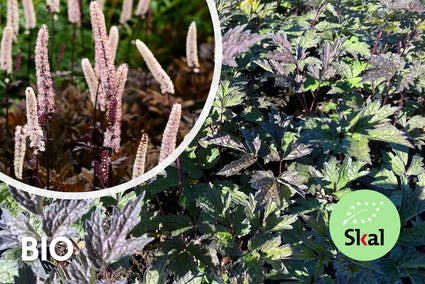 Biologisch Zilverkaars - Actaea/Cimicifuga simplex. 'Brunette'