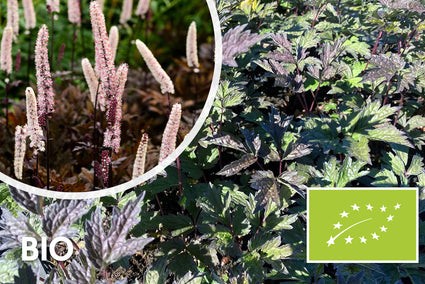 Biologisch Zilverkaars - Actaea/Cimicifuga simplex. 'Brunette'