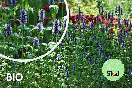 Biologisch Dropplant - Agastache 'Black Adder'