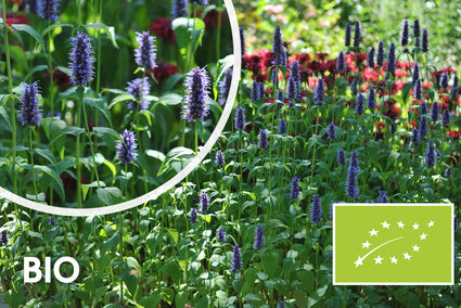 Biologisch Dropplant - Agastache 'Black Adder'