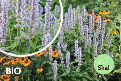 Biologisch Dropplant - Agastache 'Blue Fortune'