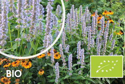 Biologisch Dropplant - Agastache 'Blue Fortune'