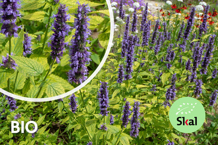 Biologisch Dropplant - Agastache foeniculum TIP