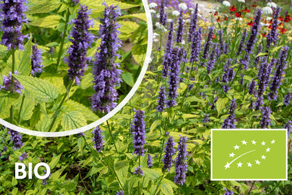 Biologisch Dropplant - Agastache foeniculum