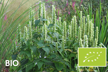Biologisch Dropplant / Koreaanse munt (Wit) - Agastache rugosa 'Alabaster'