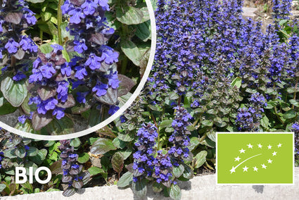 Biologisch Kruipend Zenegroen - Ajuga reptans (ook per/m2)