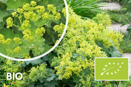 Biologisch Fraaie Vrouwenmantel - Alchemilla mollis