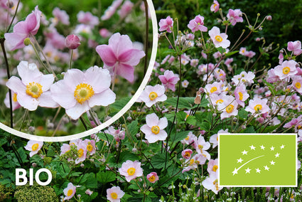 Biologisch Herfstanemoon - Anemone hupehensis 'September Charm'
