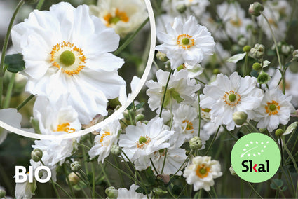 Biologisch Herfstanemoon - Anemone x hybrida 'Whirlwind'