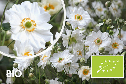 Biologisch Herfstanemoon - Anemone x hybrida 'Whirlwind'