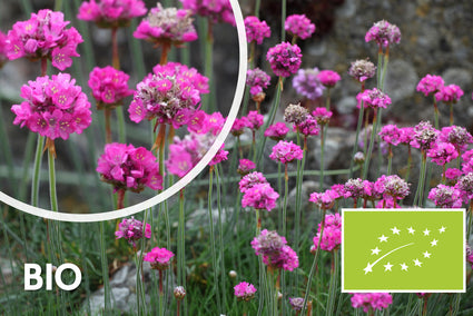 Biologisch Engels gras - Armeria maritima 'Splendens' (ook per/m2)