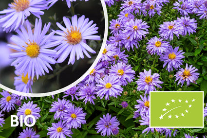 Biologisch Herfstaster - Aster 'Professor Anton Kippenberg'
