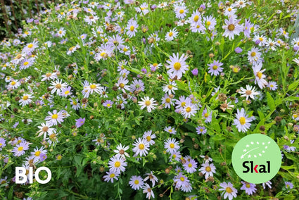 Biologisch Aster - Aster amellus 'Rudolf Goethe'