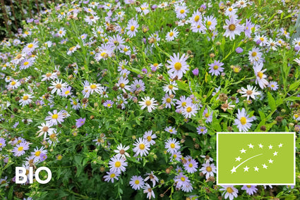 Biologisch Aster - Aster amellus 'Rudolf Goethe'