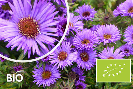 Biologisch Herfstaster (Hoogte 60 cm, Paars) - Aster novae-angliae 'Purple Dome'
