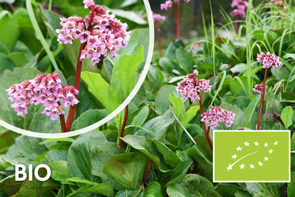 Biologisch Schoenlappersplant - Bergenia cordifolia