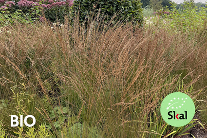 Biologisch Struisriet - Calamagrostis x acutiflora 'Karl Foerster' TIP