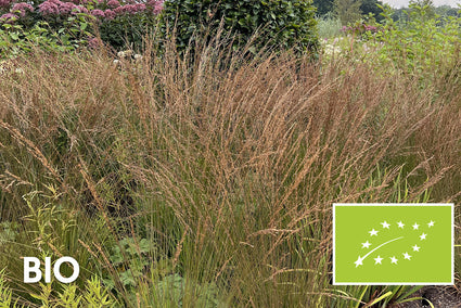Biologisch Struisriet - Calamagrostis x acutiflora 'Karl Foerster'