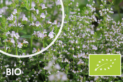 Biologisch Bergsteentijm - Calamintha nepeta nepeta