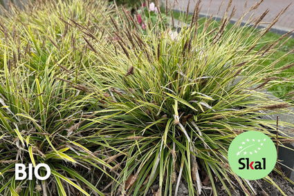 Biologisch Zegge - Carex morrowii 'Ice Dance'