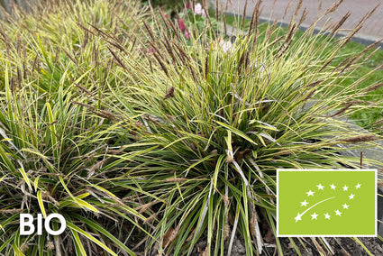 Biologisch Zegge - Carex morrowii 'Ice Dance'