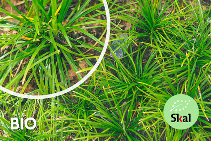 Biologisch Japanse zegge - Carex morrowii 'Irish Green'