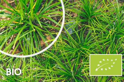 Biologisch Japanse zegge - Carex morrowii 'Irish Green'