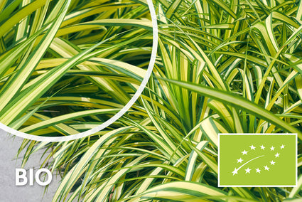 Biologisch Zegge - Carex oshimensis 'Evergold'