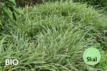 Biologisch Zegge - Carex morrowii 'Variegata'