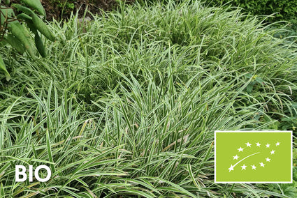 Biologisch Zegge - Carex morrowii 'Variegata'