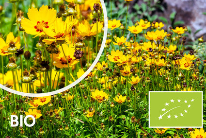 Biologisch Meisjesogen - Coreopsis lanceolata 'Sterntaler'