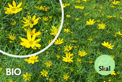 Biologisch Meisjesogen - Coreopsis verticillata 'Grandiflora'