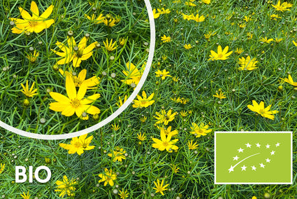 Biologisch Meisjesogen - Coreopsis verticillata 'Grandiflora'