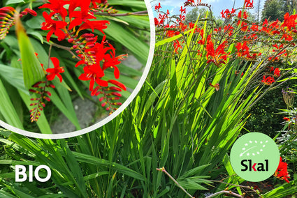Biologisch Montbretia - Crocosmia 'Lucifer' TIP